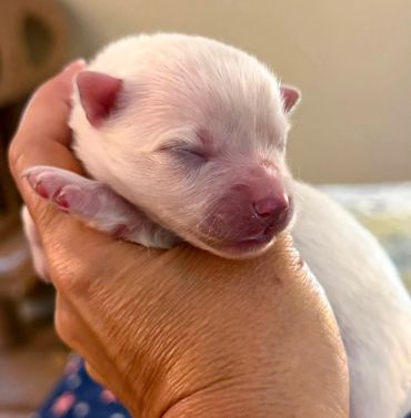 Newborn puppy sleeping in hand.