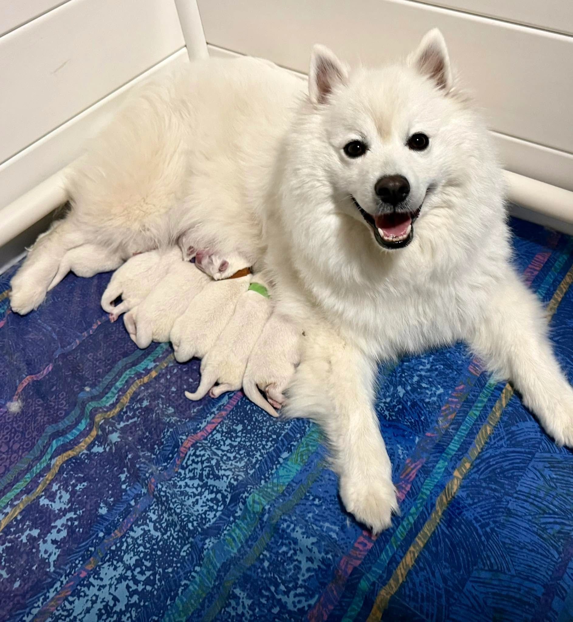 Happy white dog nursing newborn puppies.