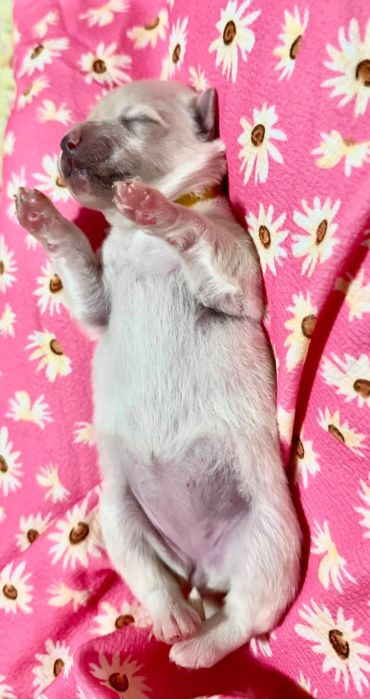 Sleeping puppy on a pink floral blanket.