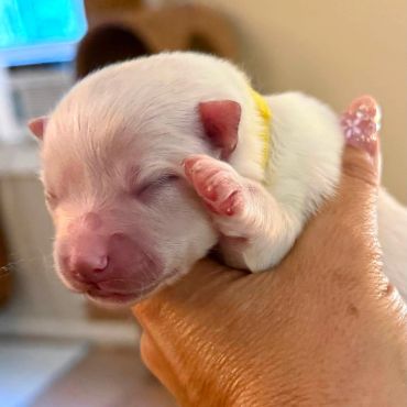 Newborn puppy sleeping in hand.