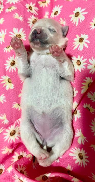 Sleeping puppy on a pink floral blanket.