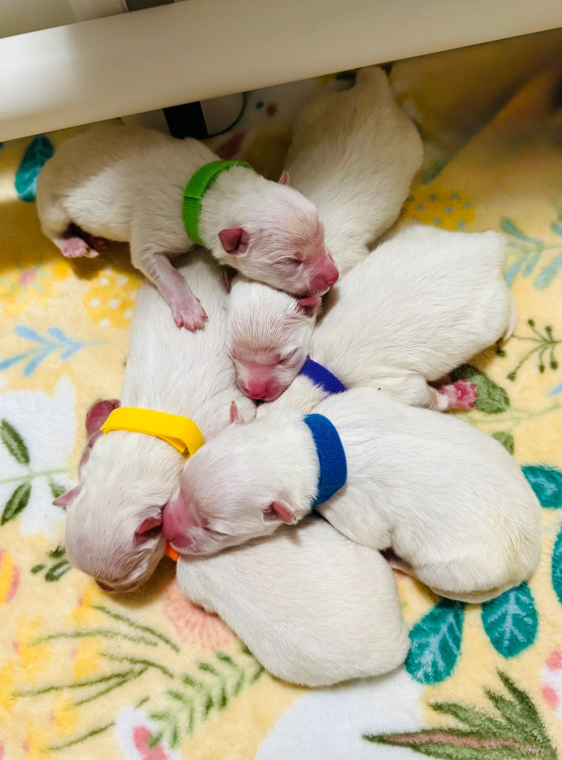 Newborn puppies with colored collars sleeping on a floral blanket.