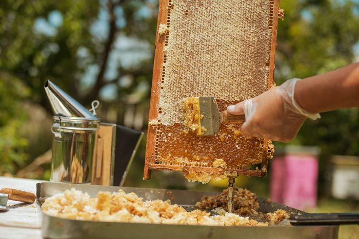 Beekeeper harvesting honey from a honey frame with a smoker in the background.