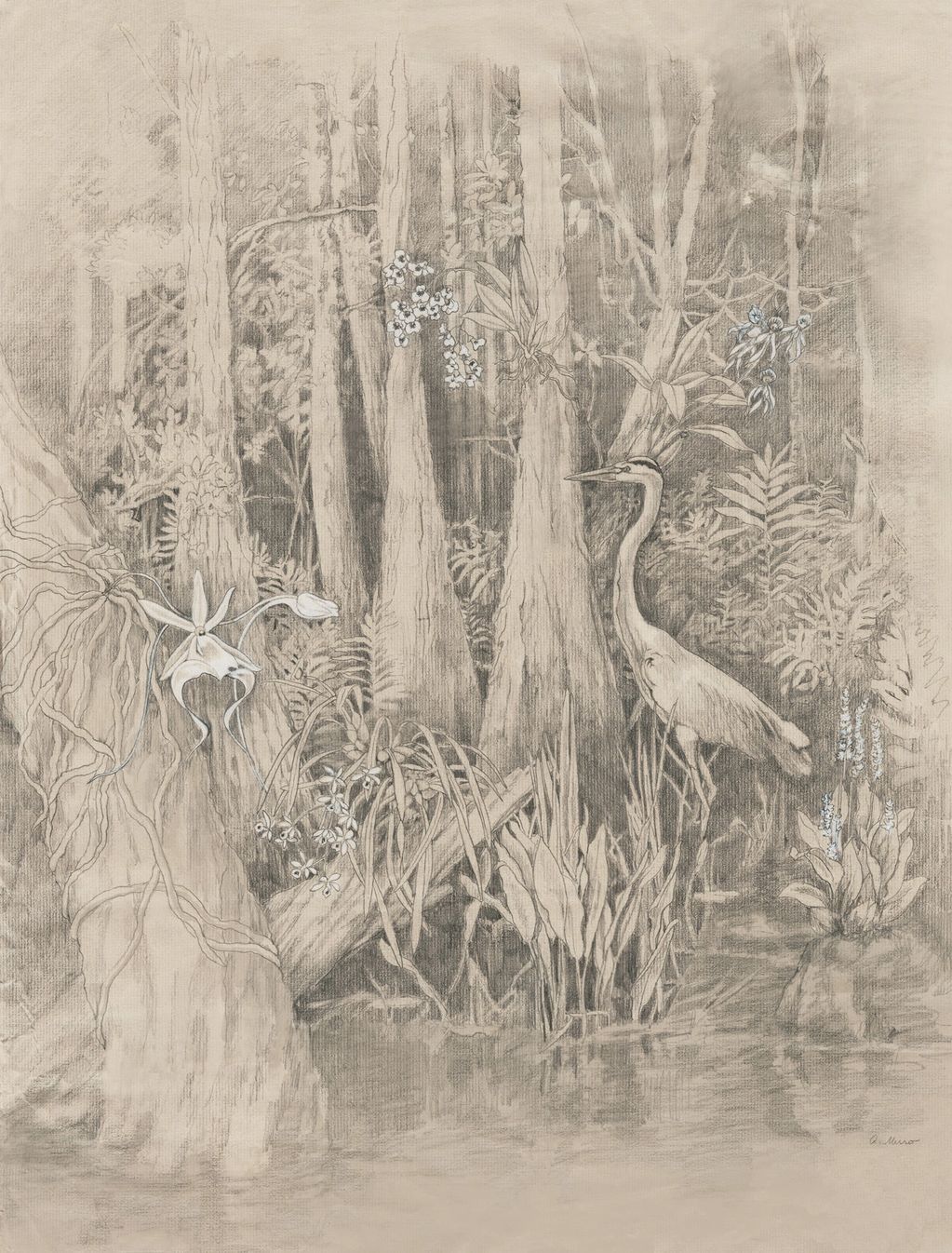 Study for the Fakahatchee strand Preserve
