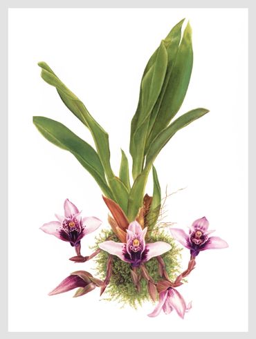 Maxillaria sanderiana