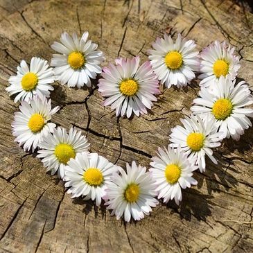 Daisies in the shape of a heart.