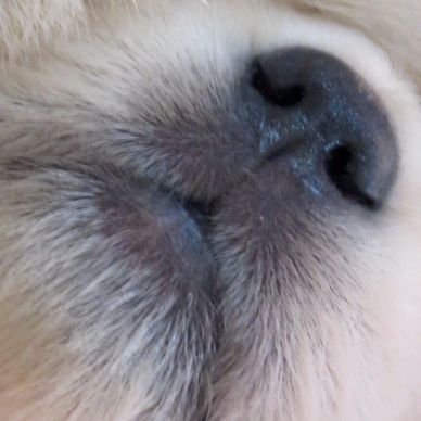 Puppies who join our Giving Retriever team our purpose bred for Service and Therapy Dog work.