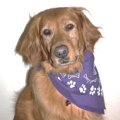 Therapy Dog Golden Retriever