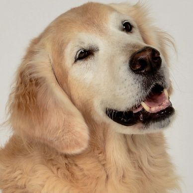 Service Dog Golden Retriever