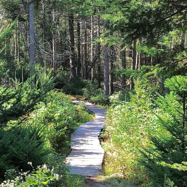 Maine deep woods trail