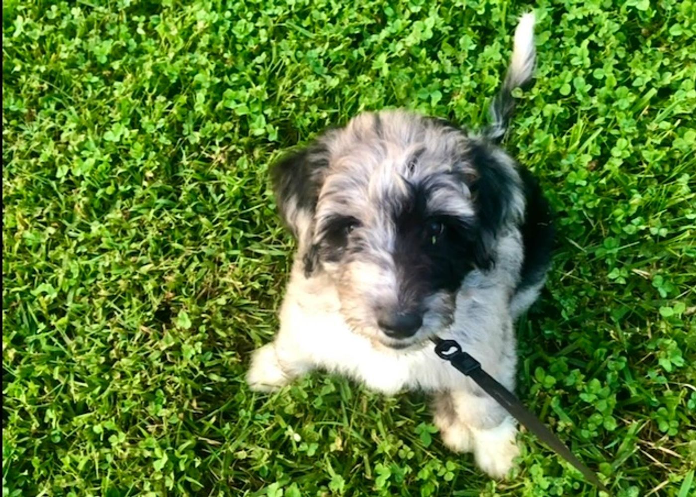 Puppy sitting on grass and looking up towards viewer.
