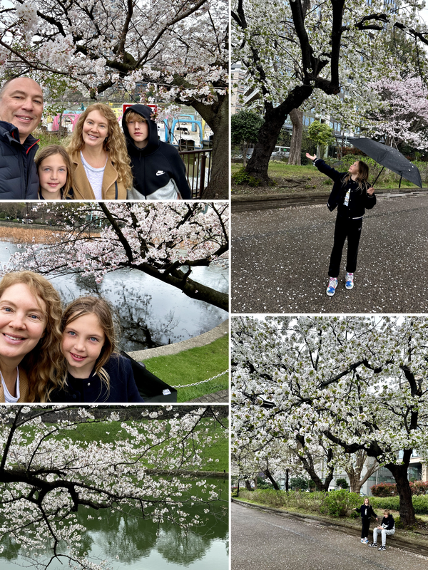 Tokyo Spring Break - Sakuras