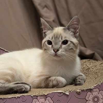 A calm cat lies on a textured mat.
