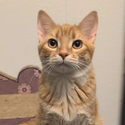 Close-up of an orange tabby cat with big eyes looking at the camera.