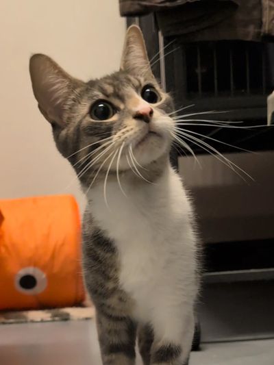 Curious tabby cat with large eyes and white chest.