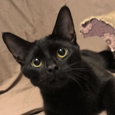 Close-up of a curious black cat with big yellow eyes.