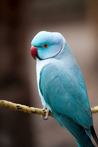 Blue Indian ringneck parrot