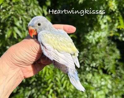 A hand gently holding a colorful baby bird outdoors.