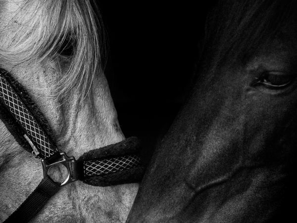 Find your partner Iberian Horses, Spain