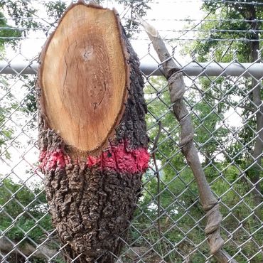 Freshly cut tree stump marked with red paint behind a chain-link fence.