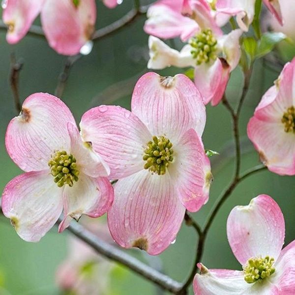 Dogwood Villas
74 Lotus Lane
Hendersonville, NC 28792