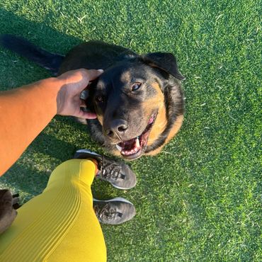 Rescued Rottweiler Mix Breed