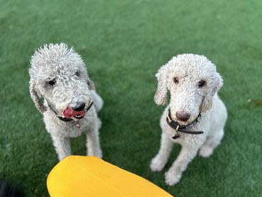 Bedlington Terriers Littermates