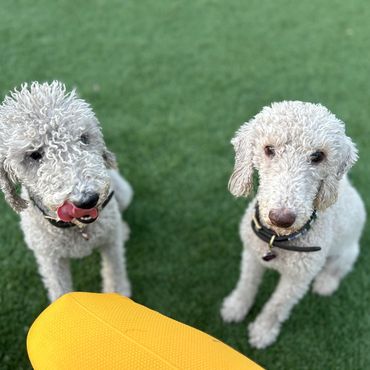 Bedlington Terriers
Litter mates