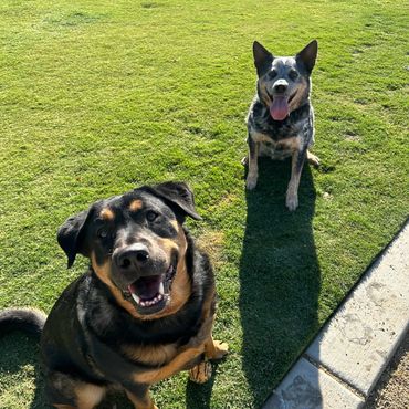 Australian Cattle Dog
Blue Heeler
Rottweiler Mix
Rescue Dog