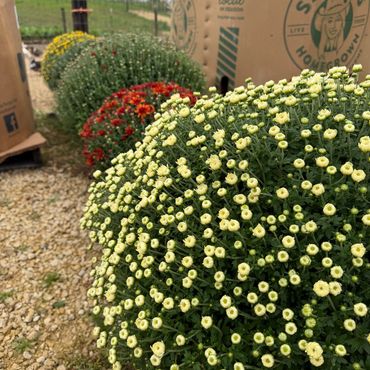 $10 Mums