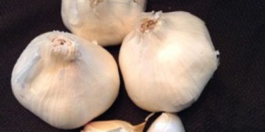 Gingartum's garlic root