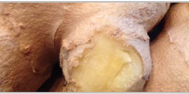 Gingartum's ginger root