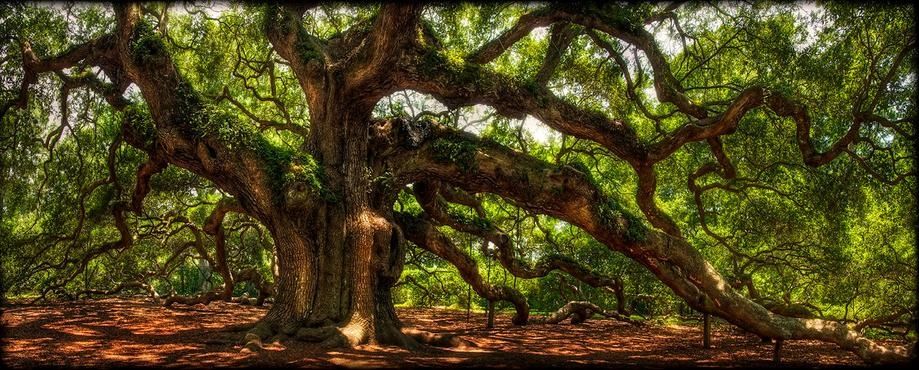 Charleston Angel Oak Tree