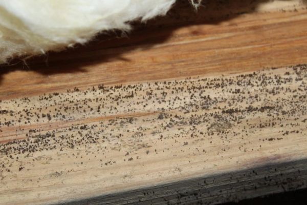 Crawlspace Mold