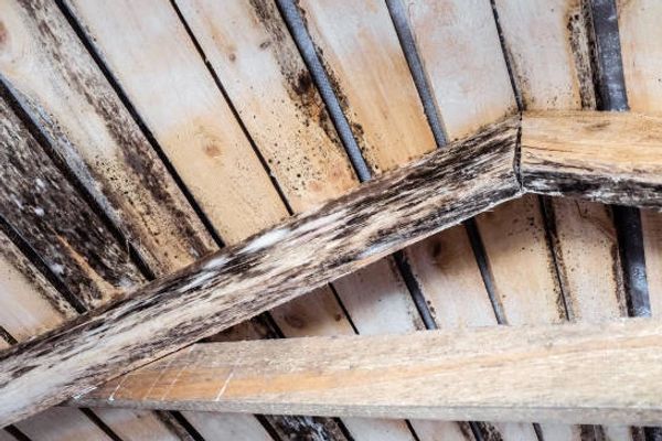Mold On Attic Rafters