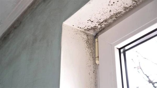 Mold On Window
