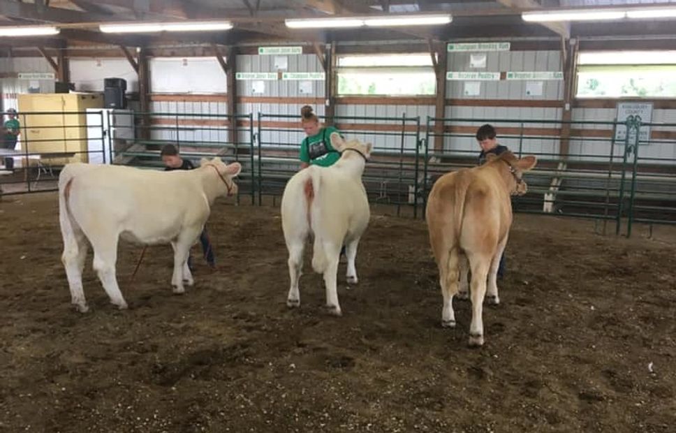 Charolais Heifers
Driscoll Cattle Company