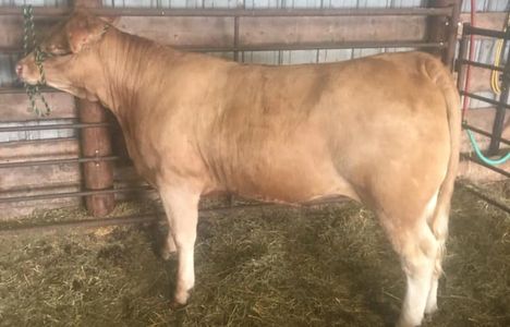 Red Angus Bull
Driscoll Cattle Company