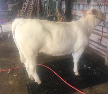 Charolais Bull
Driscoll Cattle Company