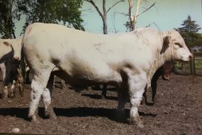Charolais Bull
Semen for sale
Driscoll Cattle Company