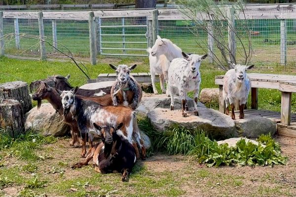 A group of goats gathered outdoors in a fenced area.