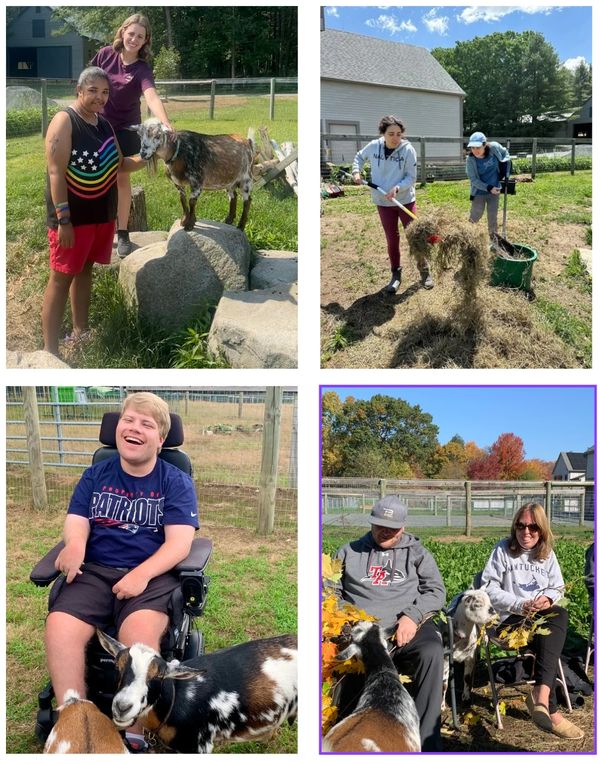 People enjoying activities with goats on a sunny day.