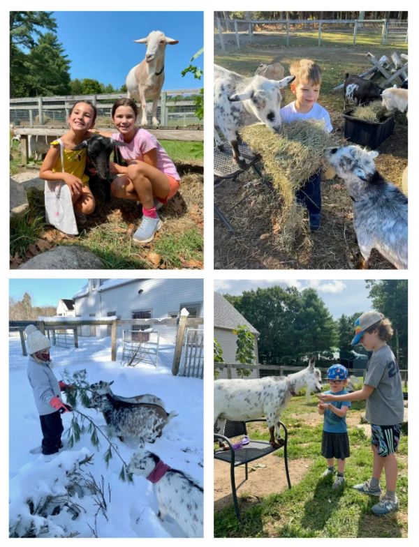 Children interacting with goats in various settings.