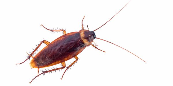 Cockroach, Bed Bug Control Dunfermline