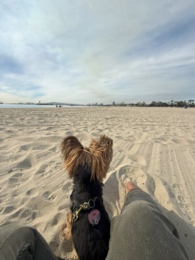 Small dog sitting on sandy beach next to person's legs under a cloudy sky.