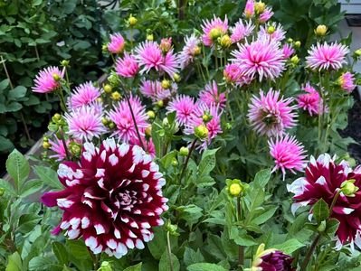 Vibrant pink and maroon flowers blooming in a lush green garden.