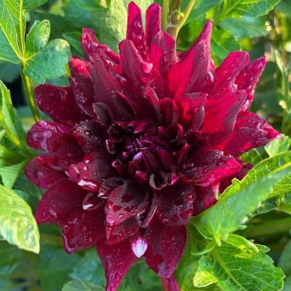 Deep red dahlia flower covered in water droplets surrounded by green leaves.