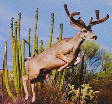 Sonora Mule Deer