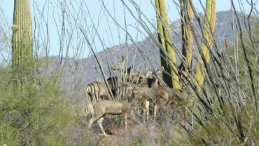 Sonora Mule Deer