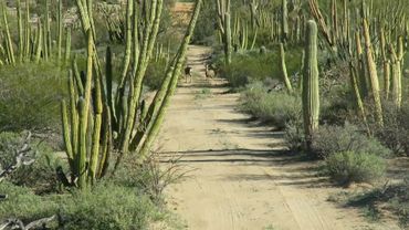 Sonora Desert Hunts Mule Deer